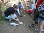 serwy_2012_49