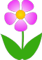 pink-flower